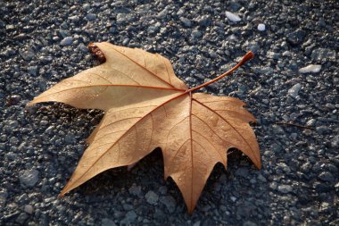 Norveç Akça ağaç