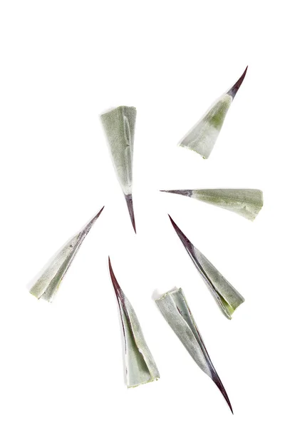 Gruppo di punte di agave appuntite — Foto Stock