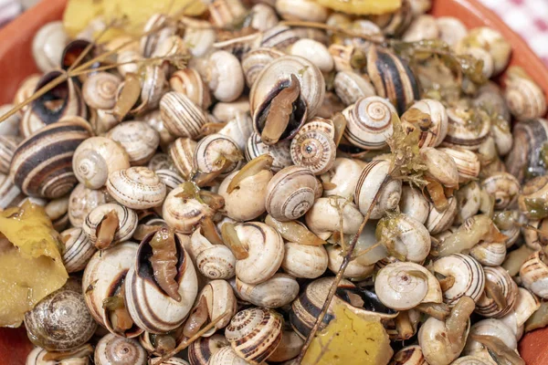 Traditional dish of cooked snails — Stock Photo, Image