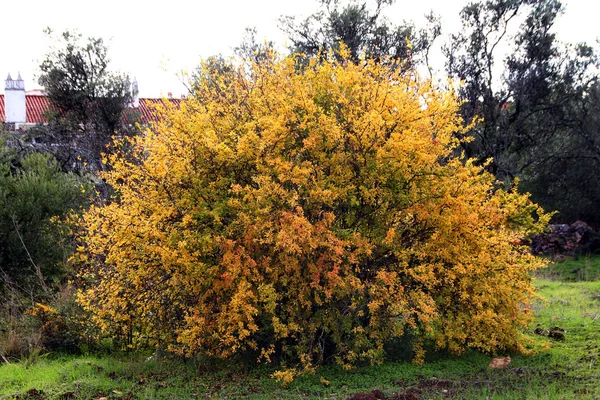 Granaatappel boomgaard — Stockfoto