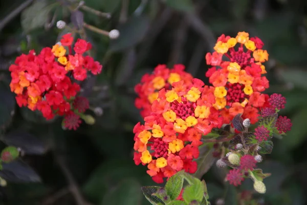 Lantana camara λουλούδι — Φωτογραφία Αρχείου