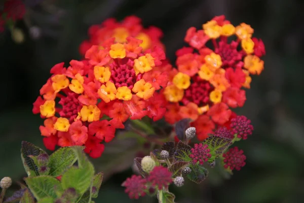 Fleur de Camara Lantana — Photo