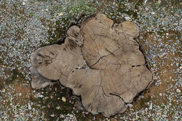 Textura del tocón del árbol —  Fotos de Stock