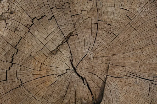 Textur des Baumstumpfes — Stockfoto