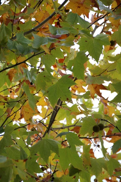 Νορβηγία maple tree — Φωτογραφία Αρχείου