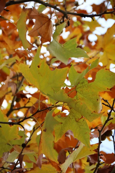 Norway maple tree — Stock Photo, Image