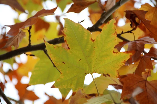 Norway maple tree — Stock Photo, Image