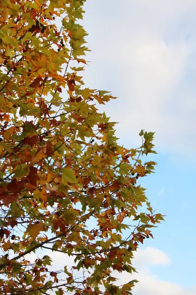 Norway maple tree — Stock Photo, Image