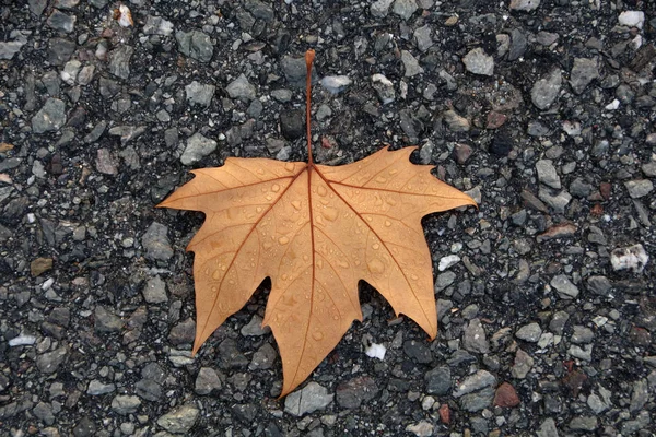 Norway maple tree — Stock Photo, Image