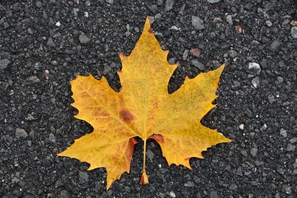 Norway maple tree — Stock Photo, Image