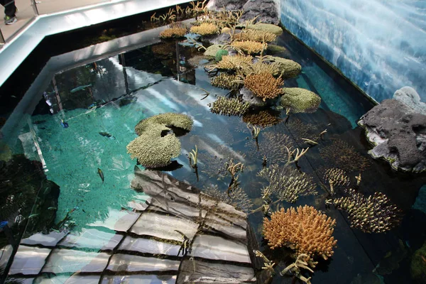 Corales y vida marina —  Fotos de Stock