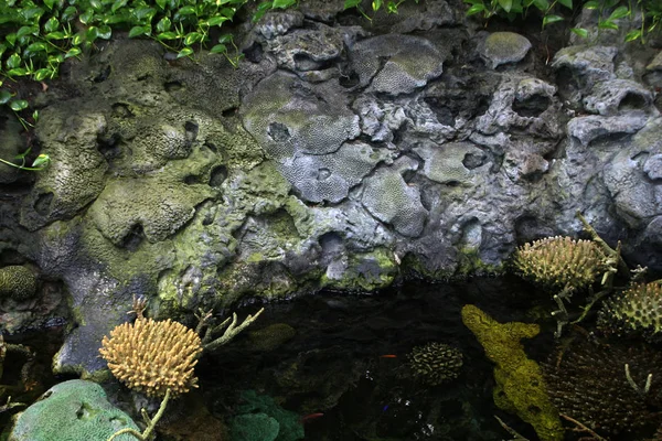 Corals and marine life — Stock Photo, Image