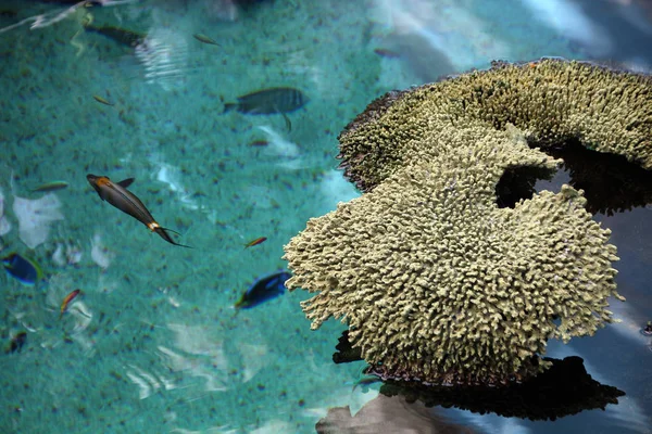 珊瑚和海洋生物 — 图库照片