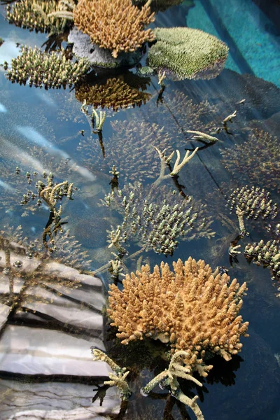 Corales y vida marina — Foto de Stock