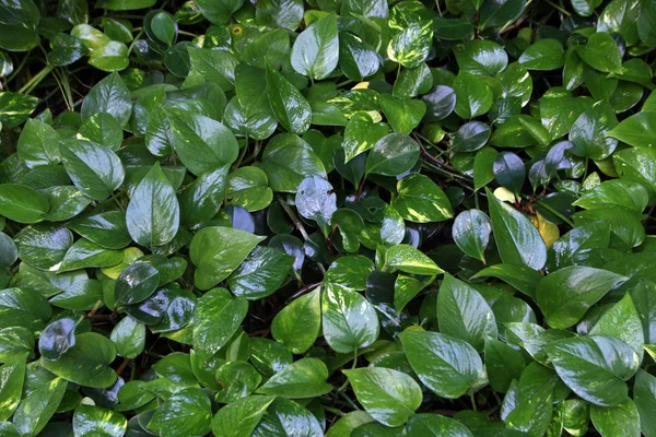 Wet forest plants — Stockfoto