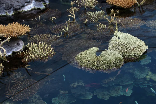 Кораллы и морская жизнь — стоковое фото