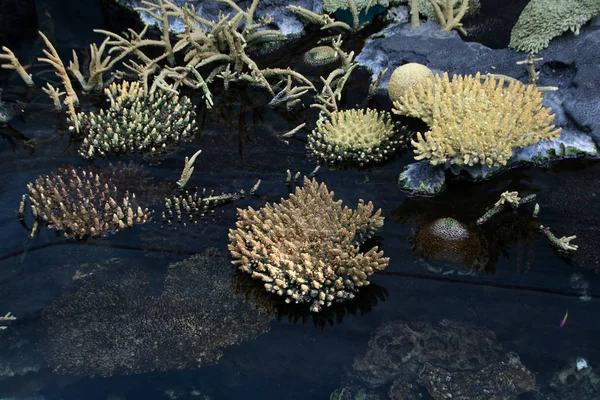 Korallen und Meereslebewesen — Stockfoto