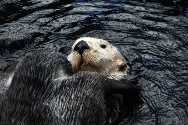 Loutre de mer (Enhydra Lutris ) — Photo