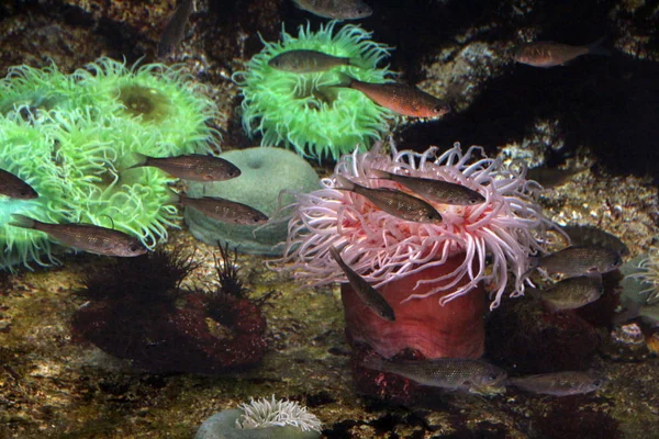 Koraller og marint liv – stockfoto