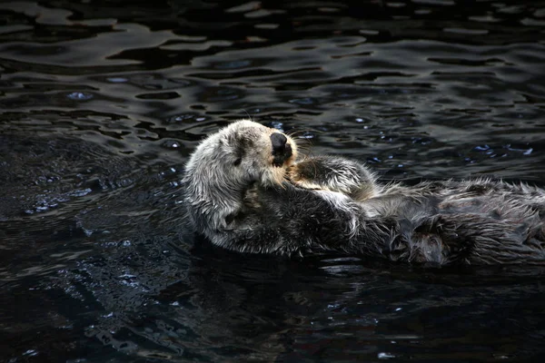 Zeeotter (Enhydra lutris)) — Stockfoto