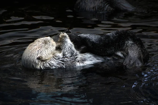 Zeeotter (Enhydra lutris)) — Stockfoto