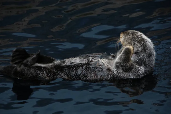 Sea otter (Enhydra lutris) — Stock Photo, Image