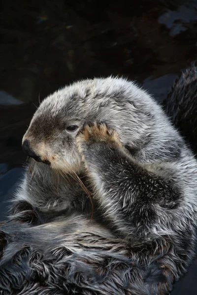 Sea otter (Enhydra lutris) — Stock Photo, Image