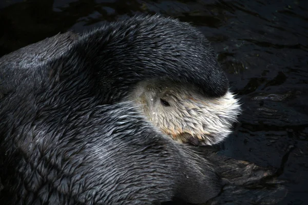 Zeeotter (Enhydra lutris)) — Stockfoto