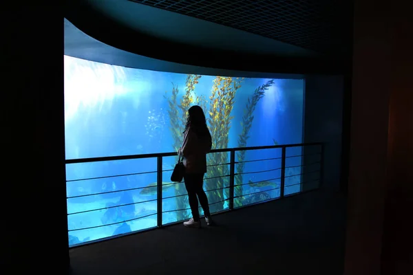 Kijken naar een groot aquarium — Stockfoto