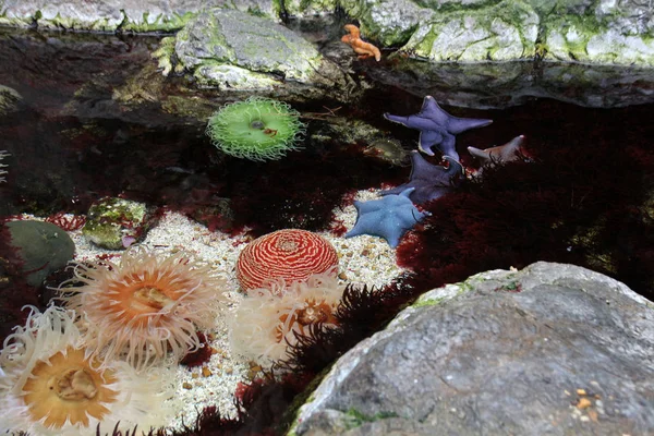 Koraller och marint liv — Stockfoto