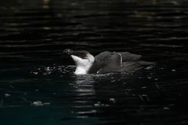 Razorbill vogel zwemmen — Stockfoto