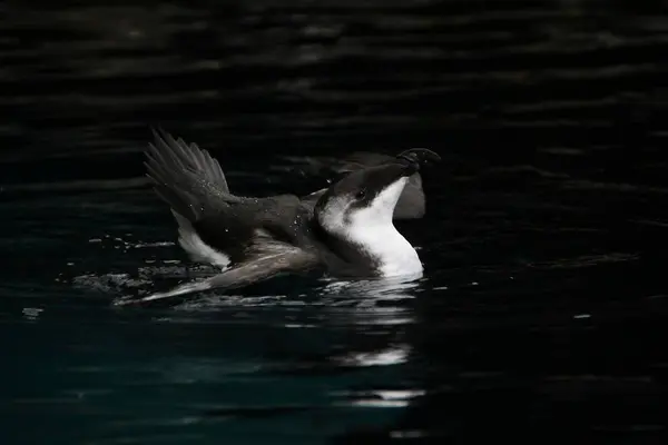 Razorbill vogel zwemmen — Stockfoto