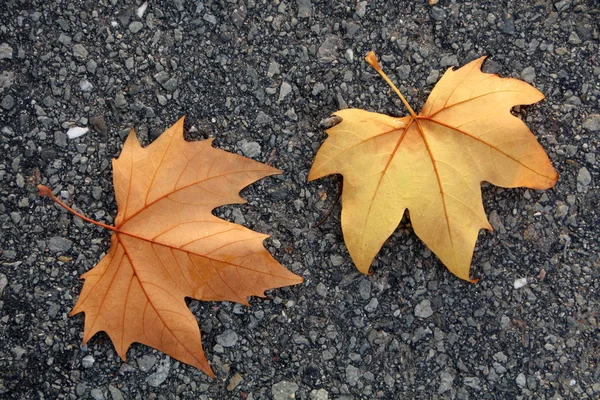 Norway maple tree — Stock Image Norway maple tree Stock Picture