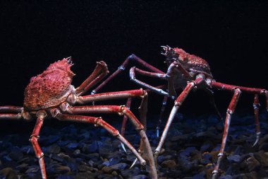 Japanese spider crab clipart