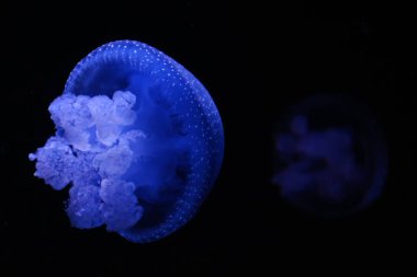 Avustralya benekli denizanası