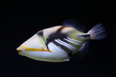 Lagoon triggerfish üzerinde siyah