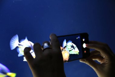 bir akvaryum üzerinde bir fotoğraf çekmek