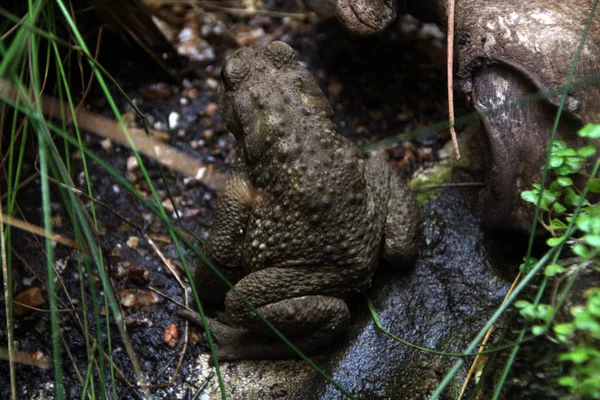 Natterjack Жаба (Epidalea calamita) ) — стоковое фото