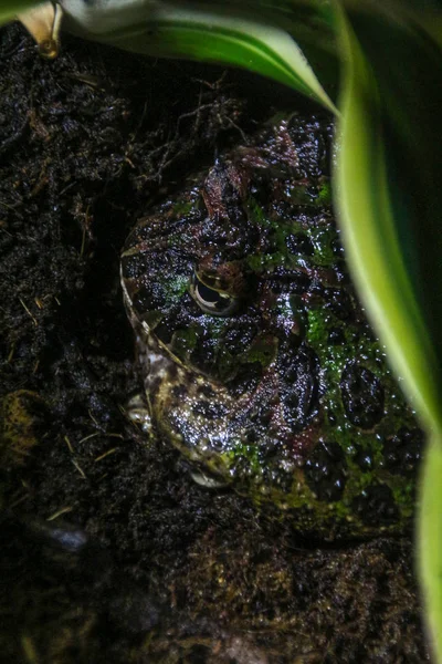 Argentine horned frog — Stock Photo, Image