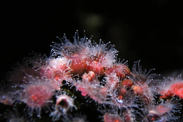 Corynactis californica Anenome — Stok fotoğraf