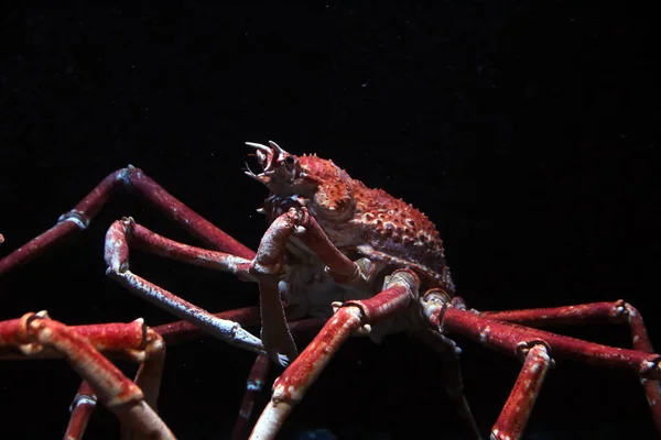 Caranguejo-aranha japonês — Fotografia de Stock