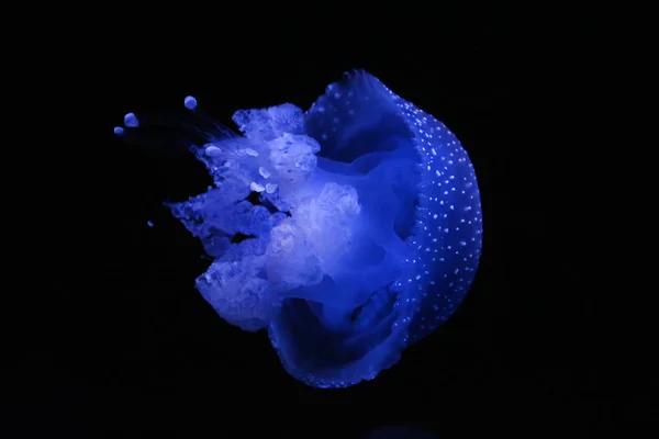 Австралийская пятнистая медуза — стоковое фото