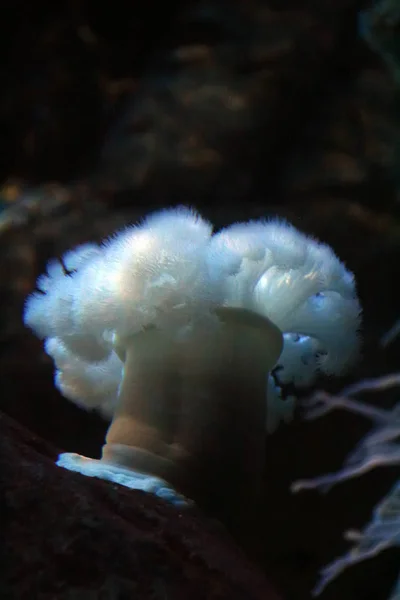 Anemone dal collare sott'acqua — Foto Stock