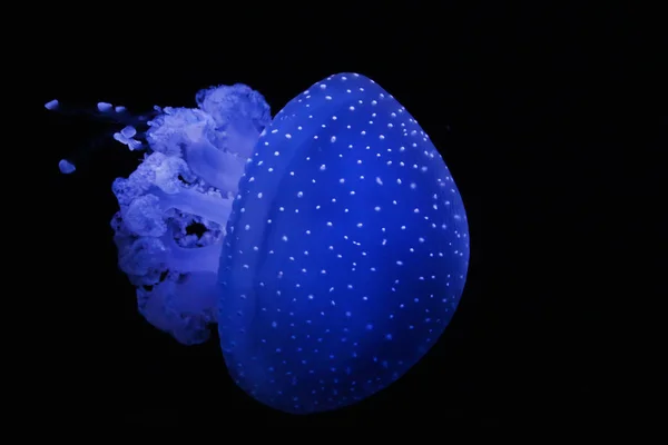 澳洲斑点的水母 — 图库照片