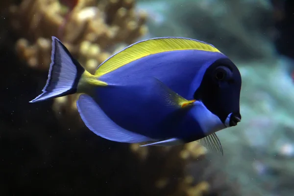 Powder-blue surgeonfish — Stock Photo, Image