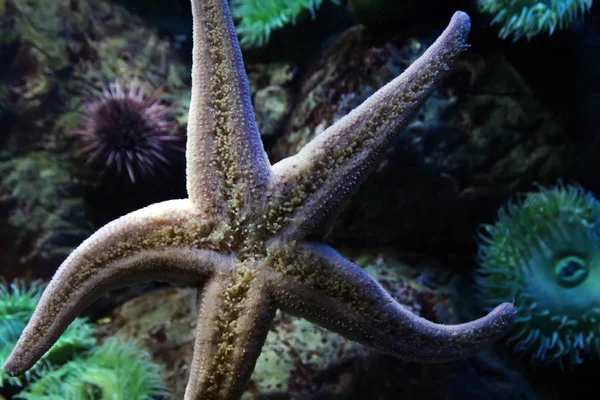 サンゴと海洋生物 — ストック写真