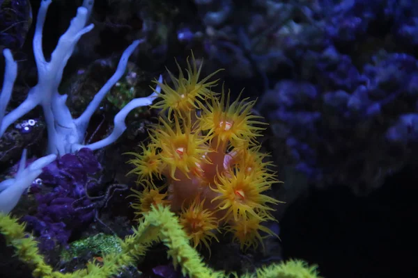 Gelbe Anemone unter Wasser — Stockfoto