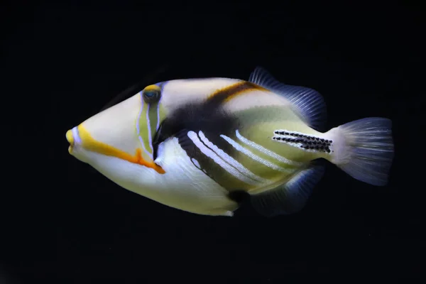 Lagoa triggerfish sobre preto — Fotografia de Stock