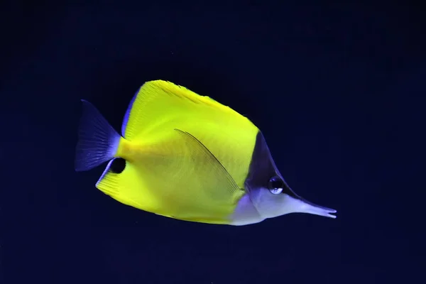 Pesce farfalla naso lungo giallo — Foto Stock