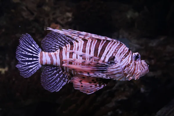 Lionfish vermelho (Pterois volitans ) — Fotografia de Stock